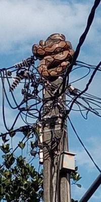 Ular sanca sepanjang lima meter dan berat 40 kg bercokol di ujung tiang listrik setinggi lima meter di Cipayung, Jakarta Timur, Rabu pagi, 1 April 2020.