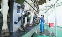 Industri Susu 