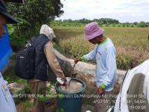 Penanggulangan hama Wereng Barang Coklat (WBC)