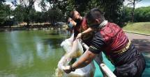 Danmenkav 1 Mar Tabur 5.000 Benih Ikan Nila Wujudkan Program Ketahanan Pangan