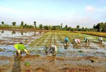 Petani menanam padi kembali usai panen