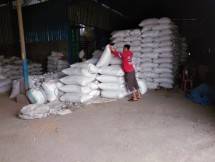 Petani sedang merapikan padi atau beras di gudang