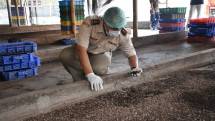 Petugas sedang melihat perkembangan larva