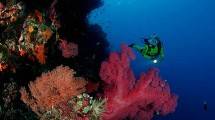 Wisatawan Sedang Menyelam di Wakatobi (Wolfgang Poelzer/Getty Images)