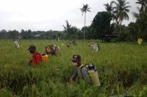 Petani di sawah yang siap panen