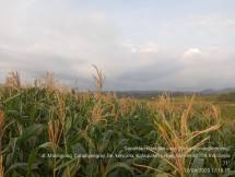 Perkebunan Jagung di Lebak, Banten