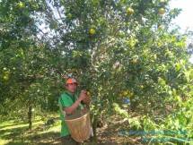 Petani jeruk panen dengan harga menguntungkan