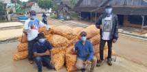 Petani panen jagung hibrida