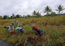 Petani memanen padi di sawah
