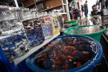 Pasar Ikan Hias Jatinegara (Foto: Suara.com)