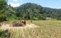 Petani Sigi panen padi