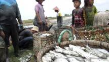 MAI: Industrialisasi Bandeng Butuh Kejelasan Regulasi