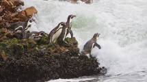 Selain di Antartika, Ini 5 Negara yang Dapat Melihat Penguin 