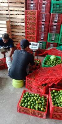 Eksportir Serap Hasil Panen Petani