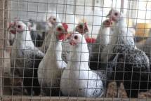 Ayam sembawa penghasil telur konsumsi