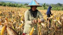 Petani memanen jagung di kebun