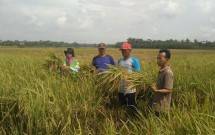 Panen padi di Aceh Tamiang