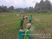 Petani di Sumut Basmi Hama Kresek dan Blas 