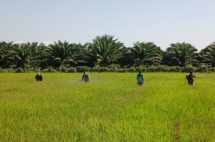 Amankan Produksi, Kabupaten Batubara Lakukan Gerdal Tikus Sawah