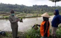 Benih Bersertifikat Kunci Peningkatan Produktivitas
