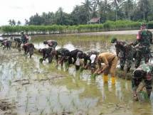 Petani dan Babinsa menanam padi bersama 