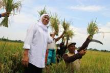 Gubernur Jawa Timur bersama petani panen padi
