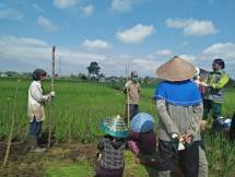 Petani antisipasi serangan hama