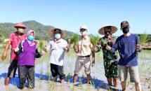 Petani lakukan tanam serentak