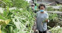 Sukardi dan warga pancoran indah panen sayur ditengah pandemi