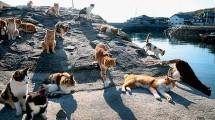 Liburan ke Jepang, Jangan Lupa Mengunjungi Pulau Kucing Ini Ya!