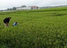 Petani pantau sawah yang menghijau