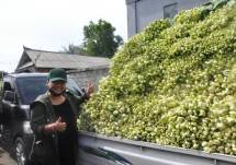 Peduli Ketahanan Pangan Bupati Tabanan Ni Putu Eka Borong 10 Ton Hasil Panen