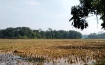 Sawah yang siap ditanam padi (Doc: Kementan)