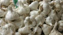 Harga Bawang Putih di Yogyakarta Berangsur Turun