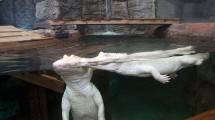 Buaya Albino di Newport Aquarium, Kentucky 