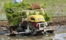 Hore...Bupati Simeulue Semarakkan Tanam Serentak 