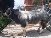 Keren, Sapi Belgian Blue Bakalan Digenjot Pupulasinya