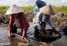 Prof Dwi Andreas Santosa: Petani Kecil di Lahan Gambut Potensial Jaga Ketahanan Pangan Indonesia