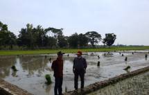 Atasi Stunting, Musim Gadu Pemalang Tanam Padi Inpari IR Nutri Zinc
