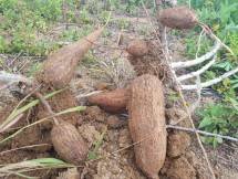 Singkong bahan baku tepung (Doc: Kementan)