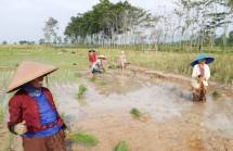 Petani menerima manfaat tanggul yang sudah diperbaiki
