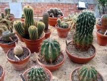 Tanaman Cactaceae (Foto: Wikipedia)