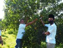 Petani jeruk panen hasil jerih payahnya (Doc:Bank BRI)