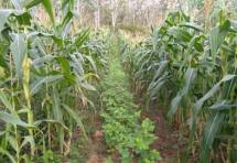 Tanaman jagung dan kedelai (Doc: Kementan)