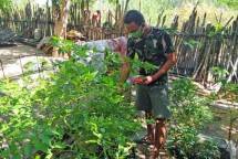 Prajurit Marinir Panen di Pulau Terluar