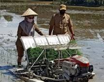 Bupati Cantik Ini Rela Belepotan Demi Tanam Padi