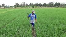 Petani sedang di persawahan (Doc: Kementan)