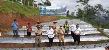 BMKG-Dinas Petanian Tingkatkan Produksi Cabai di Temanggung