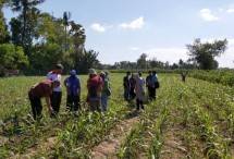 Tanggap Laporan Petani, Kementan Gerak Cepat Atasi Ulat Grayak Jagung