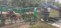 Pengiriman sapi pesisir ke dua daerah (Doc: Kementan)